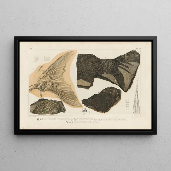 Recherches sur les poissons fossiles Pl187 - Louis Agassiz — gerahmtes Bild an der Wand