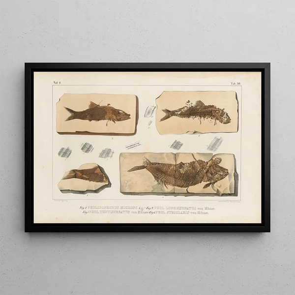 Recherches sur les poissons fossiles Pl191 - Louis Agassiz — gerahmtes Bild an der Wand