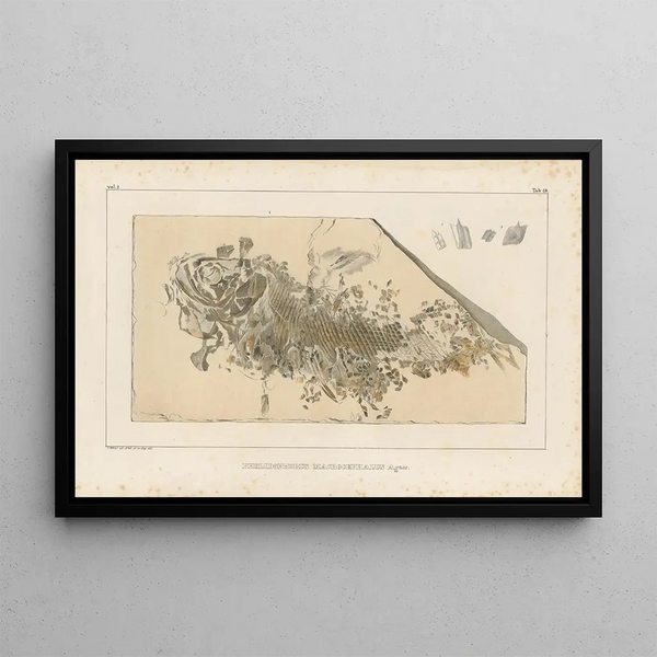Louis Agassiz - Recherches sur les poissons fossiles Pl193.webp