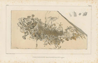 Louis Agassiz - Recherches sur les poissons fossiles Pl193.webp
