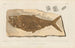 Recherches sur les poissons fossiles Pl194 - Louis Agassiz — artwork view