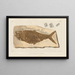 Recherches sur les poissons fossiles Pl194 - Louis Agassiz — framed artwork on a wall