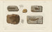 Recherches sur les poissons fossiles Pl196 - Louis Agassiz — artwork view