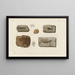 Recherches sur les poissons fossiles Pl196 - Louis Agassiz — framed artwork on a wall