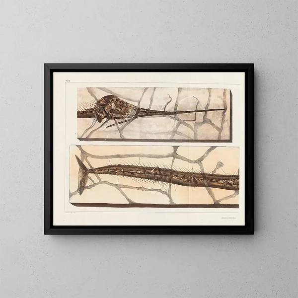 Recherches sur les poissons fossiles - Louis Agassiz — gerahmtes Bild an der Wand