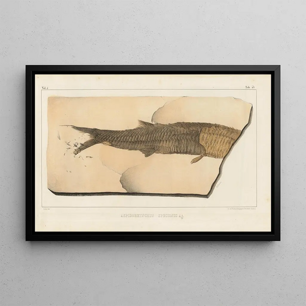 Recherches sur les poissons fossiles, Pl. 200 - Louis Agassiz — gerahmtes Bild an der Wand