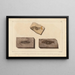 Recherches sur les poissons fossiles Pl205 - Louis Agassiz — framed artwork on a wall