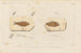 Recherches sur les poissons fossiles Pl206 - Louis Agassiz — artwork view