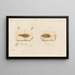 Recherches sur les poissons fossiles Pl206 - Louis Agassiz — framed artwork on a wall