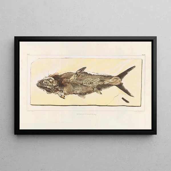Recherches sur les poissons fossiles Pl216 - Louis Agassiz — gerahmtes Bild an der Wand