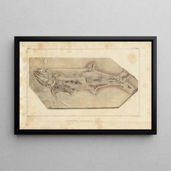 Louis Agassiz - Recherches sur les poissons fossiles Pl225.webp