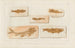Recherches sur les poissons fossiles, Pl227 - Louis Agassiz — artwork view
