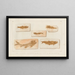 Recherches sur les poissons fossiles, Pl227 - Louis Agassiz — framed artwork on a wall
