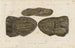 Recherches sur les poissons fossiles, Pl229 - Louis Agassiz — artwork view