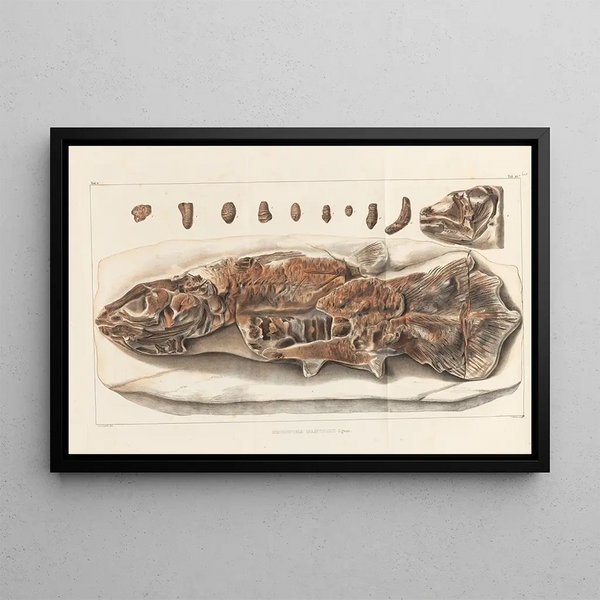 Ricerche sui pesci fossili Pl234 - Louis Agassiz — quadro incorniciato alla parete