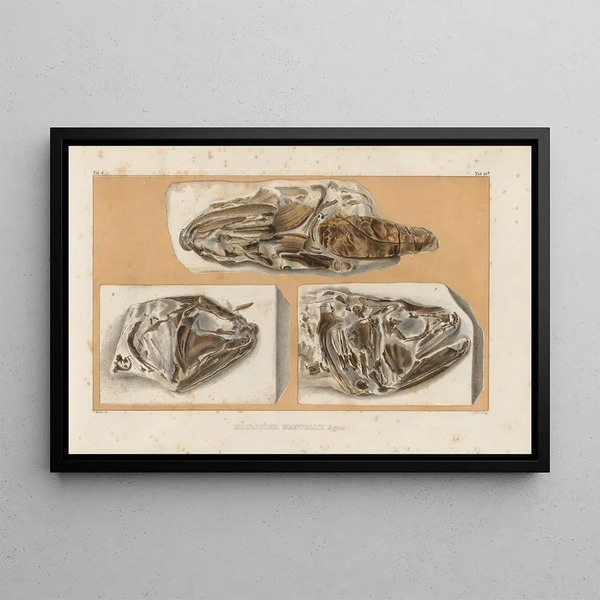 Louis Agassiz - Recherches sur les poissons fossiles Pl237.webp