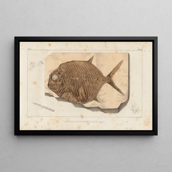 Recherches sur les poissons fossiles Pl240 - Louis Agassiz — gerahmtes Bild an der Wand