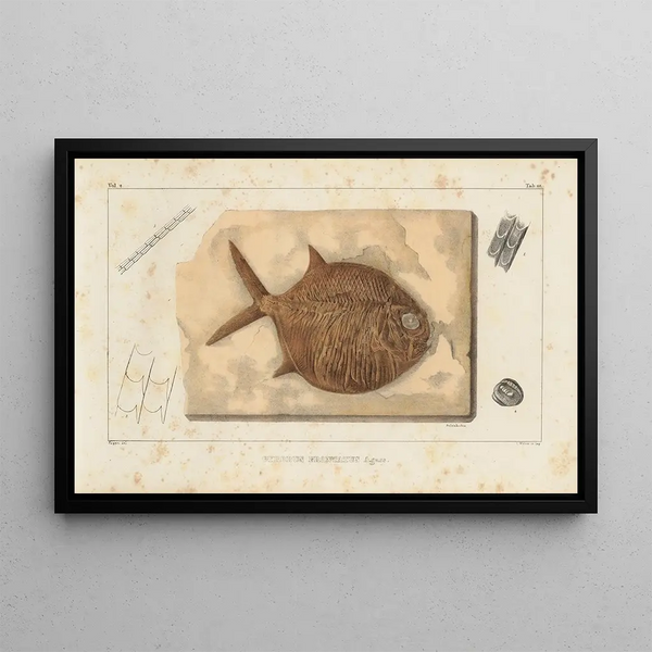 Recherches sur les poissons fossiles Pl241 - Louis Agassiz — gerahmtes Bild an der Wand