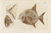 Recherches sur les Poissons Fossiles Pl244 - Louis Agassiz — artwork view