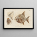 Recherches sur les Poissons Fossiles Pl244 - Louis Agassiz — framed artwork on a wall