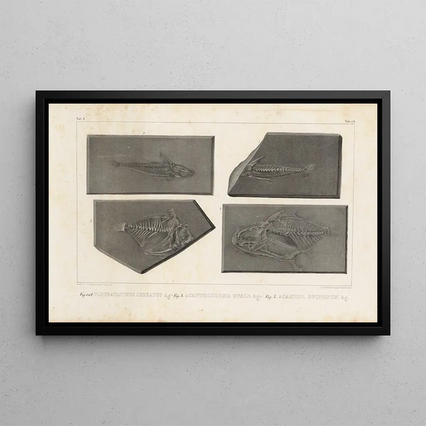 Recherches sur les poissons fossiles Pl252 - Louis Agassiz — gerahmtes Bild an der Wand