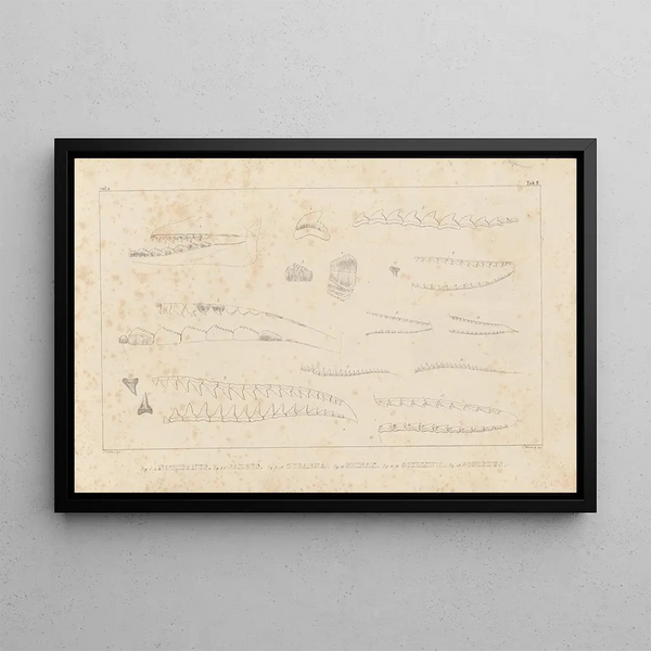 Recherches sur les poissons fossiles Pl257 - Louis Agassiz — gerahmtes Bild an der Wand