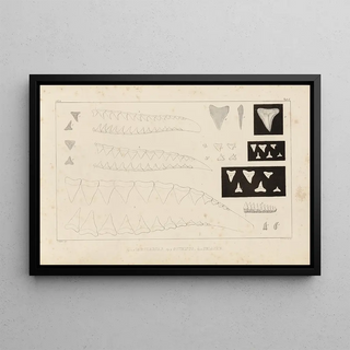 Louis Agassiz - Recherches sur les poissons fossiles Pl258.webp