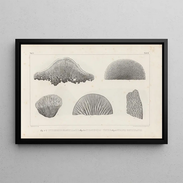 Louis Agassiz - Recherches sur les poissons fossiles Pl262.webp