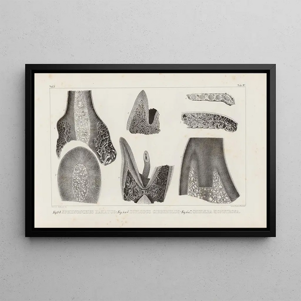 Louis Agassiz - Recherches sur les poissons fossiles Pl266.webp