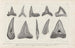 Recherches sur les poissons fossiles Pl267 - Louis Agassiz — artwork view