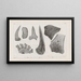 Recherches sur les poissons fossiles Pl269 - Louis Agassiz — framed artwork on a wall