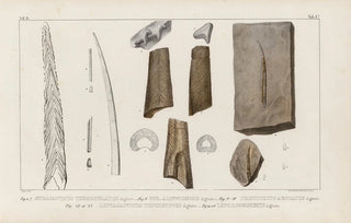 Louis Agassiz - Recherches sur les poissons fossiles Pl274.webp