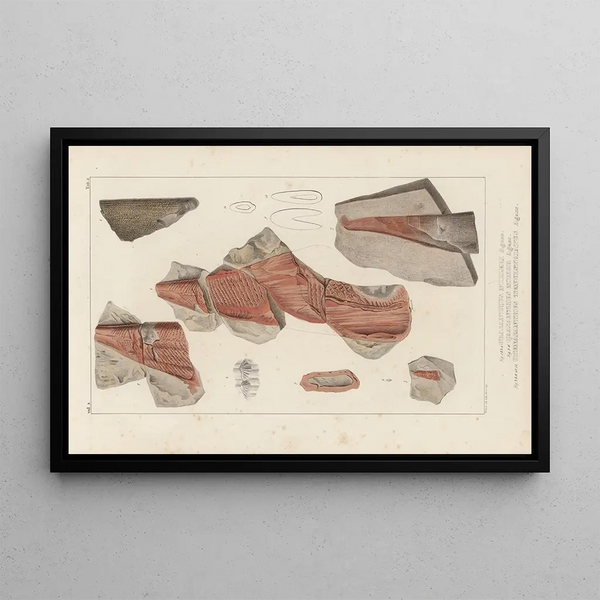 Louis Agassiz - Recherches sur les poissons fossiles Pl276.webp