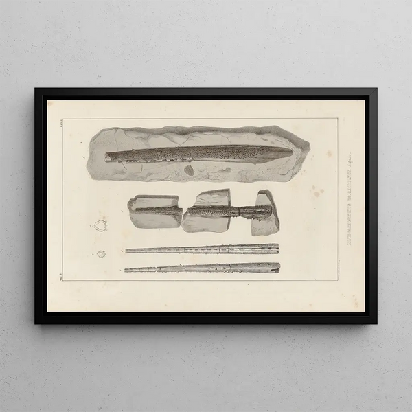 Louis Agassiz - Recherches sur les poissons fossiles Pl279.webp