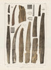 Recherches sur les poissons fossiles Pl. 284 - Louis Agassiz — artwork view