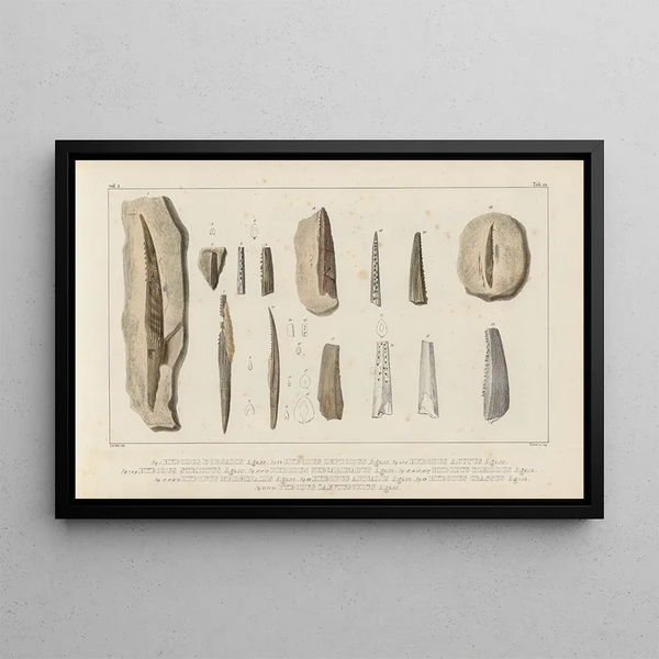 Louis Agassiz - Recherches sur les poissons fossiles Pl285.webp
