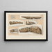 Recherches sur les poissons fossiles Pl286 - Louis Agassiz — framed artwork on a wall