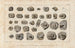 Recherches sur les poissons fossiles Pl291 - Louis Agassiz — artwork view