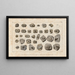 Recherches sur les poissons fossiles Pl291 - Louis Agassiz — framed artwork on a wall