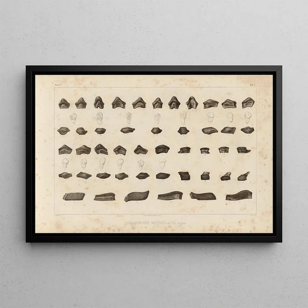 Recherches sur les poissons fossiles Pl. 294 - Louis Agassiz — gerahmtes Bild an der Wand