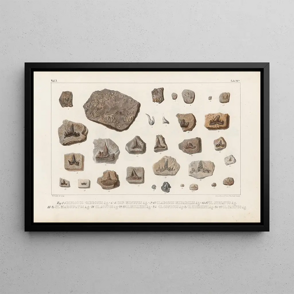 Recherches sur les Poissons Fossiles Pl301 - Louis Agassiz — gerahmtes Bild an der Wand