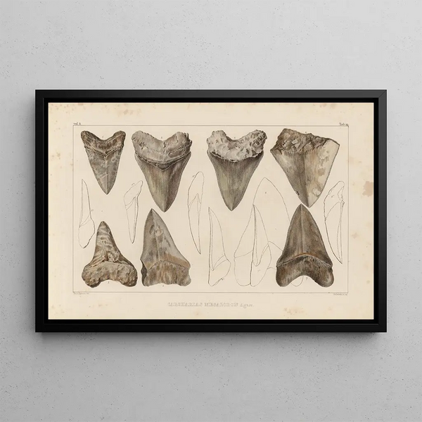 Ricerche sui pesci fossili Pl. 311 - Louis Agassiz — quadro incorniciato alla parete