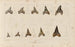 Recherches sur les poissons fossiles Pl314 - Louis Agassiz — artwork view