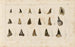 Recherches sur les poissons fossiles Pl317 - Louis Agassiz — artwork view