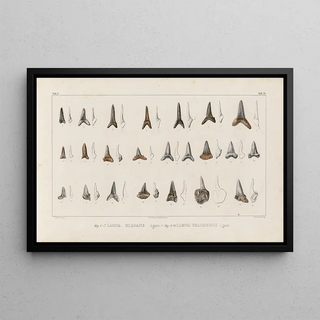 Louis Agassiz - Recherches sur les poissons fossiles Pl318.webp