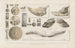 Recherches sur les poissons fossiles Pl325 - Louis Agassiz — Ansicht des Kunstwerks