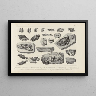 Louis Agassiz - Recherches sur les poissons fossiles Pl327.webp
