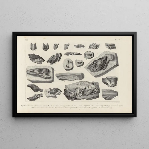 Ricerche sui pesci fossili Pl327 - Louis Agassiz — quadro incorniciato alla parete