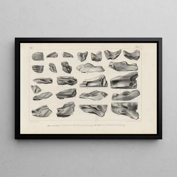 Louis Agassiz - Recherches sur les poissons fossiles Pl328.webp
