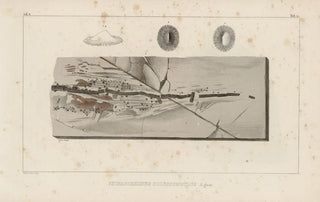 Louis Agassiz - Recherches sur les poissons fossiles Pl331.webp
